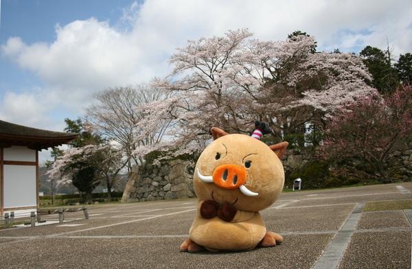 桜が満開の駐車場に篠山市のマスコット人形が座り込んでいる写真